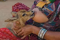 Những bức ảnh tuyệt đẹp về thiên nhiên hoang dã Ấn Độ