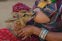 Những bức ảnh tuyệt đẹp về thiên nhiên hoang dã Ấn Độ