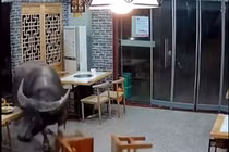 Trâu hất văng thực khách