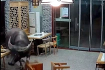 Trâu hất văng thực khách