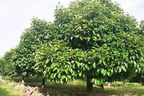 Việc chặt cành, thu gom lá cây măng cụt để bán cho thương lái trong thời kỳ chuẩn bị ra hoa quả là bất thường.