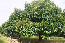 Việc chặt cành, thu gom lá cây măng cụt để bán cho thương lái trong thời kỳ chuẩn bị ra hoa quả là bất thường.