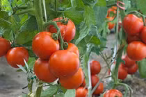 Cách tưới nước làm tăng năng suất cà chua