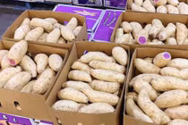 Khuyến mãi sâu, khoai lang tím Úc vẫn có giá 100.000 đồng/kg