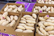 Khuyến mãi sâu, khoai lang tím Úc vẫn có giá 100.000 đồng/kg
