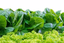 Phân biệt rau an toàn và rau sạch