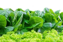 Phân biệt rau an toàn và rau sạch