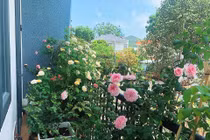 Chăm hoa hồng mùa nắng