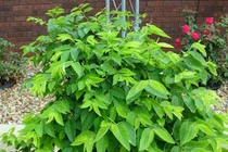 Rau ngót giải nhiệt tốt cho người bệnh tim mạch