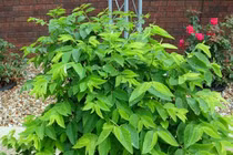 Rau ngót giải nhiệt tốt cho người bệnh tim mạch