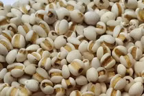 Ý dĩ chữa đau dạ dày