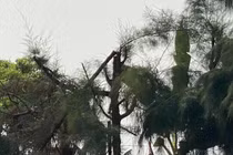 Cách chức Hiệu trưởng trường có học sinh bị điện giật chết khi cắt tỉa cây