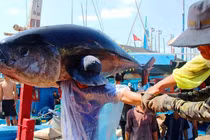 Đông tàu, thủy sản Việt Nam dễ dính "thẻ đỏ" của EC