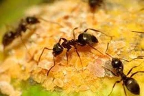 Thuốc trừ sâu nồng độ thấp ảnh hưởng tiêu cực đến kiến