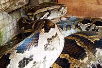 Chuyện ly kỳ về rắn khổng lồ nặng 300 - 400 kg