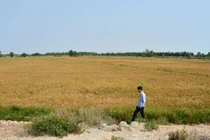 Dự báo nhiễm mặn