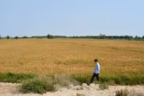 Dự báo nhiễm mặn