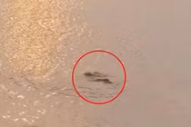 Hình ảnh được cho là cá sấu xuất hiện ở hồ Tây.