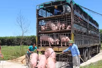 Xử phạt công ty nhập khẩu lợn nhiễm dịch tả lợn châu Phi