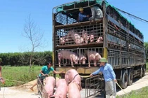 Xử phạt công ty nhập khẩu lợn nhiễm dịch tả lợn châu Phi