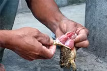 Thịt cóc không có sự khác biệt so với nhiều loại thịt khác