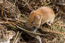 Coronavirus mới được phát hiện ở loài gặm nhấm