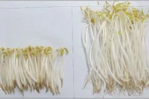 Cách chọn rau củ quả an toàn