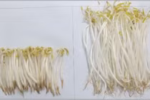 Cách chọn rau củ quả an toàn