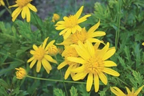 Hoa cúc chống oxy hóa, kháng khuẩn