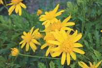 Hoa cúc chống oxy hóa, kháng khuẩn