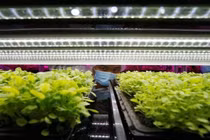 Sử dụng đèn LED trồng rau