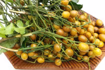 Quất hồng bì ngâm đường phèn dùng lâu ngày