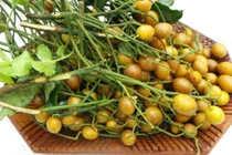 Quất hồng bì ngâm đường phèn dùng lâu ngày