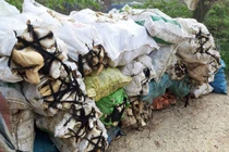Hà Nội: Ô nhiễm kinh hoàng tại làng tập kết xương động vật