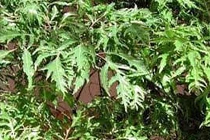 Đinh lăng chữa huyết áp thấp