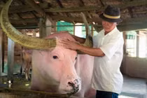 Trâu hồng lạ mắt, được trả giá tiền tỷ ở TP.HCM