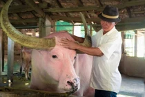 Trâu hồng lạ mắt, được trả giá tiền tỷ ở TP.HCM