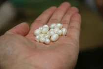 Giữ độ sáng bóng của ngọc trai