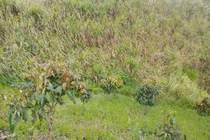 Sơn La: Phát hiện thi thể nam sinh lớp 8 mất tích với nhiều vết đâm