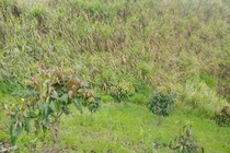 Sơn La: Phát hiện thi thể nam sinh lớp 8 mất tích với nhiều vết đâm