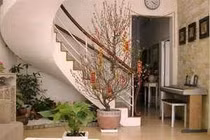 Không phải nhà nào cũng hợp với đào, mai, quất