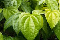 Kinh nghiệm dùng trầu không chữa bệnh