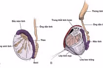 Vai trò của mào tinh hoàn đối với quá trình trưởng thành của tinh trùng
