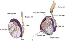 Vai trò của mào tinh hoàn đối với quá trình trưởng thành của tinh trùng