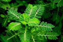 Bài thuốc hạ mỡ máu, phòng chữa béo phì