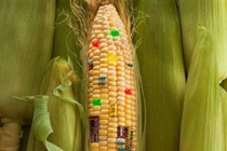 Duy trì được gene đột biến có thể công bố giống mới