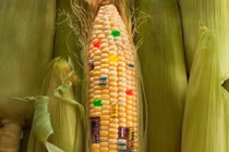 Duy trì được gene đột biến có thể công bố giống mới