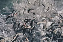 Giải mã loài cá lóc có thể “bay”