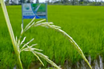 Hà Nội trồng khảo nghiệm thành công giống lúa ST25