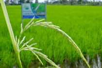 Hà Nội trồng khảo nghiệm thành công giống lúa ST25